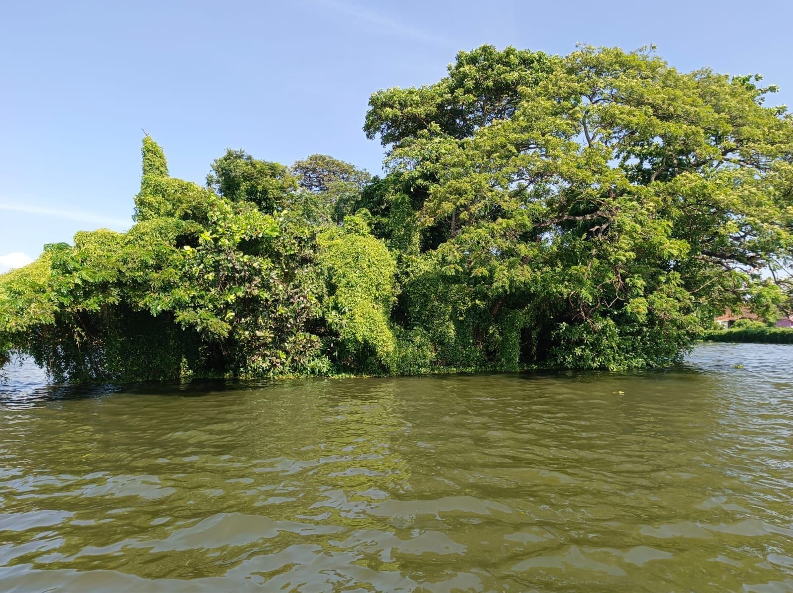 Lush green tree island rising from the waters of Vembanad Lake